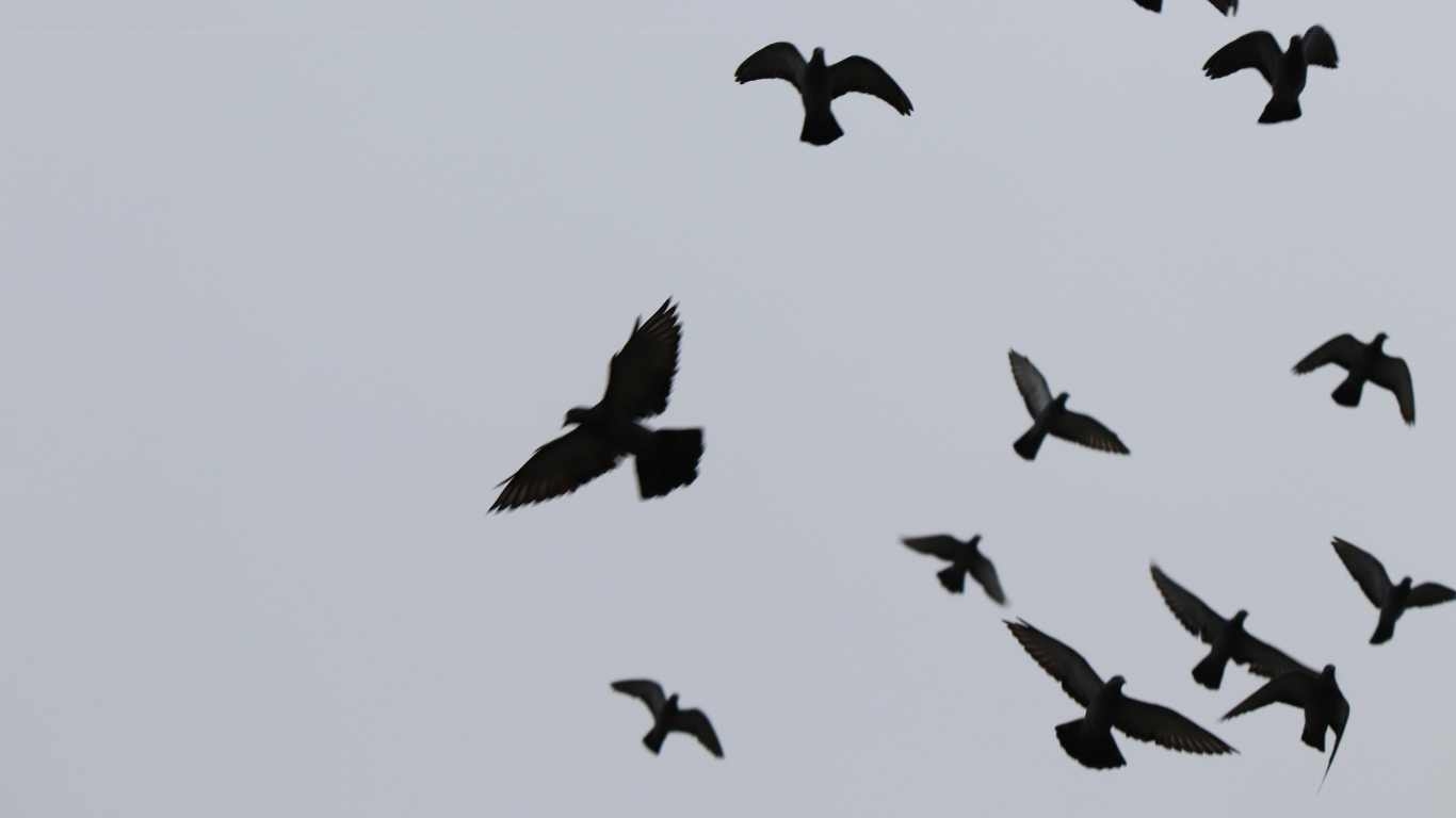 Honolulu Bird Control Experts